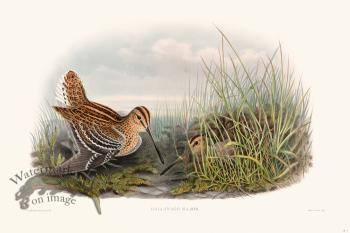 Gould Shore Bird 003